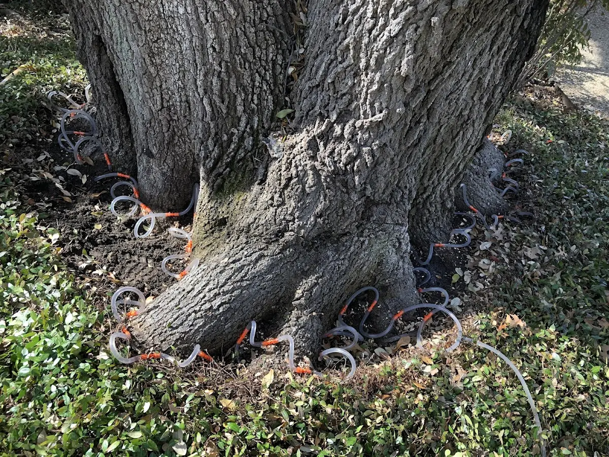 Detailed Tree Cabling and Bracing job site in Bridgeville